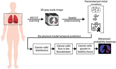 Predicting lung cancer's metastats' locations using bioclinical model